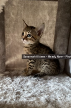 Savannah Kittens - Ready Now Image eClassifieds4u 2