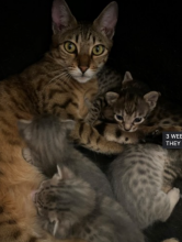 Savannah Kittens - Ready Now Image eClassifieds4u 1