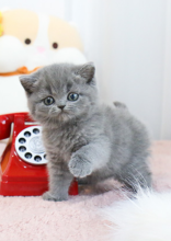 Stunning Siamese Kittens available Image eClassifieds4u 3
