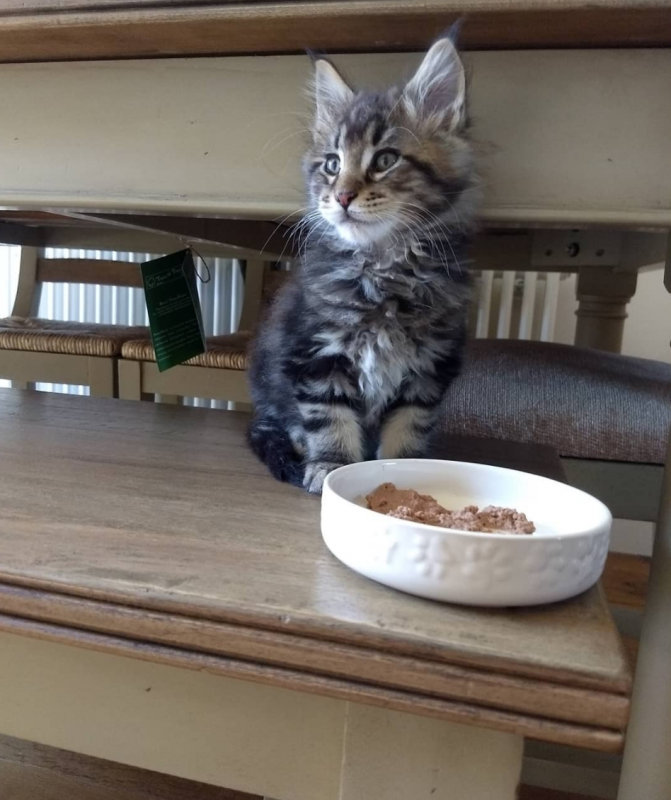 Maine Coon kittens for sale Image eClassifieds4u