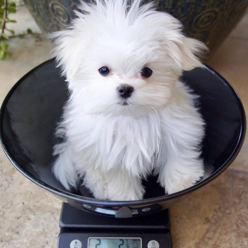 Maltese Image eClassifieds4u