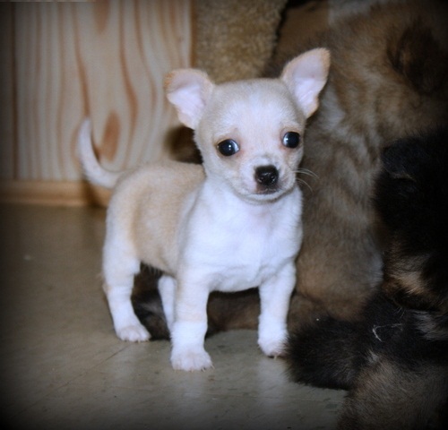 Observant chihuahua puppy for the best home. Image eClassifieds4u