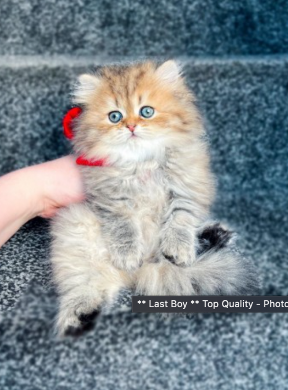 Persian kittens available Image eClassifieds4u