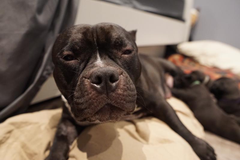 Pocket bully puppies Image eClassifieds4u