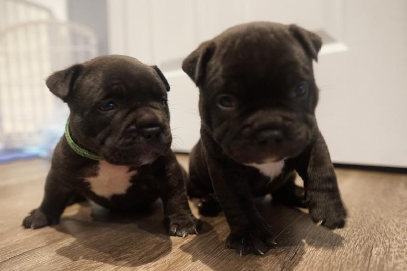 Pocket bully puppies Image eClassifieds4u