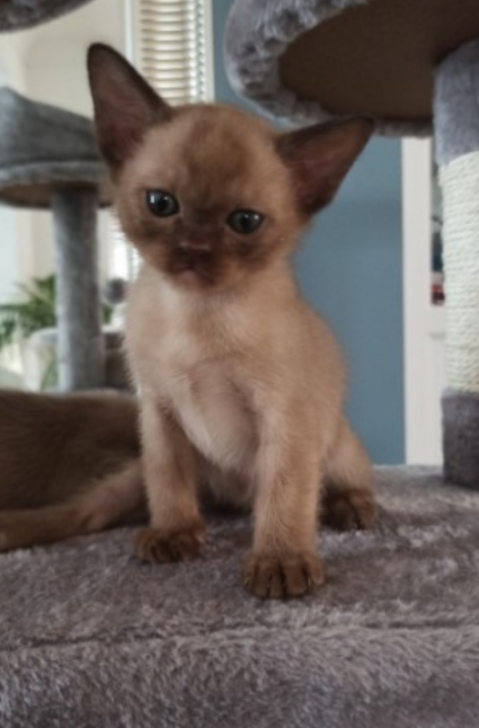 Pure pedigree Burmese kittens Image eClassifieds4u