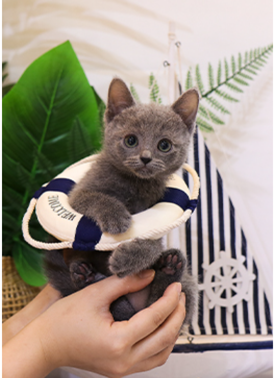 Russian blue kittens available Image eClassifieds4u