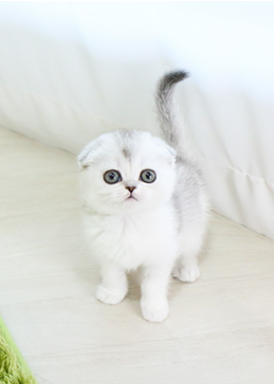 Scottish fold kittens available Image eClassifieds4u