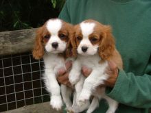 Adorable cavalier king charles spaniel puppies to give away++