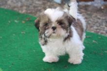 Adorable Male And Female Shih Tzu Puppies