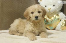 F1B Standard Goldendoodle puppies Available