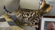 Gorgeous Bengal kittens, ready now.