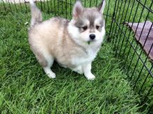 Pomsky Puppies Available