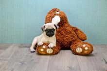 Pug Puppies for Adoption