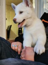 Purebred White Siberian Husky Puppies with Blue Eyes Available