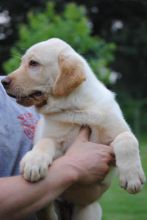 Sweet Labrador Puppies