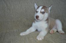 Sweet Siberian Husky Puppies