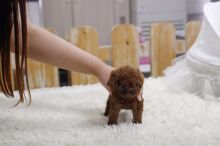 TOY POODLE PUPPIES