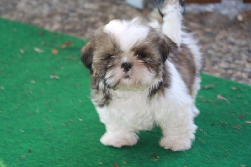 Adorable Male And Female Shih Tzu Puppies Image eClassifieds4u