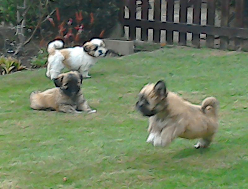 Cute Lhasa Apso Puppies Image eClassifieds4u