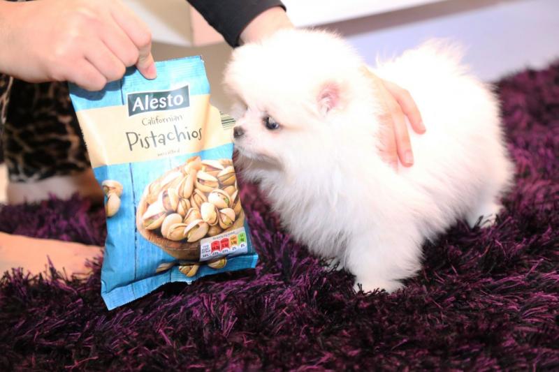 Free Pomeranians Puppies Image eClassifieds4u