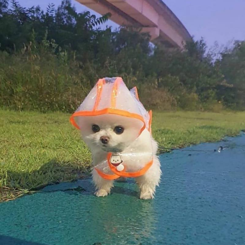 fully pomeranian breed puppies.. Image eClassifieds4u