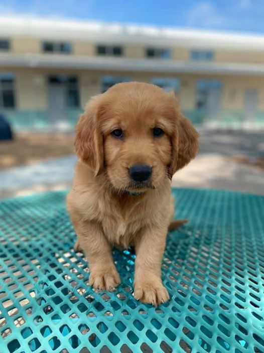 Golden Retriever puppies!!Email charlienora00@gmail.com Image eClassifieds4u