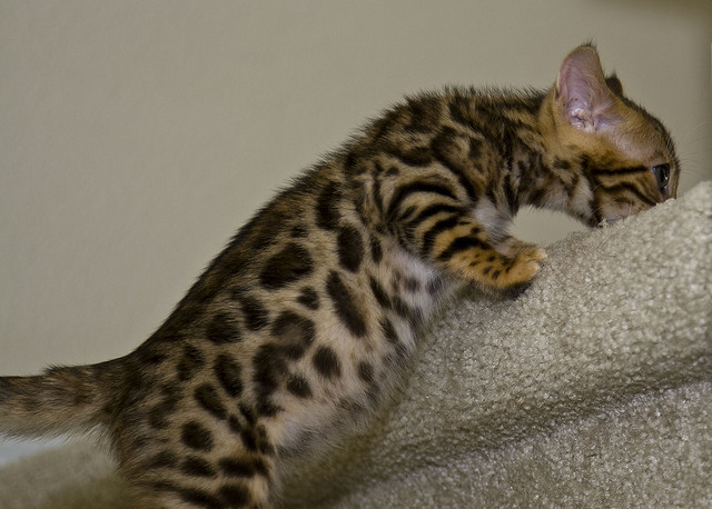 Gorgeous Bengal kittens, ready now. Image eClassifieds4u