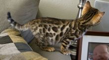 Gorgeous Bengal kittens, ready now. Image eClassifieds4u 1