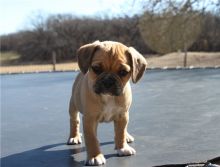Puggle Pups for Adoptioin Image eClassifieds4U