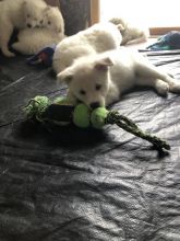 Purebred White Siberian Husky Puppies with Blue Eyes Available Image eClassifieds4u 3