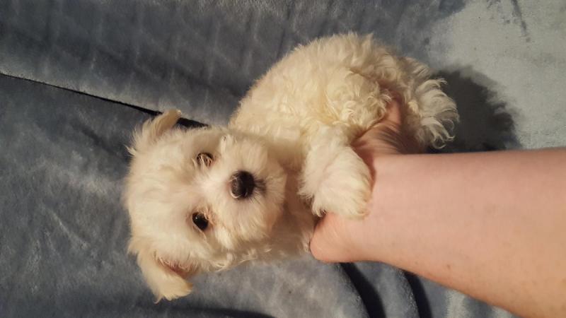 Maltipoo Puppies for Adoption Image eClassifieds4u