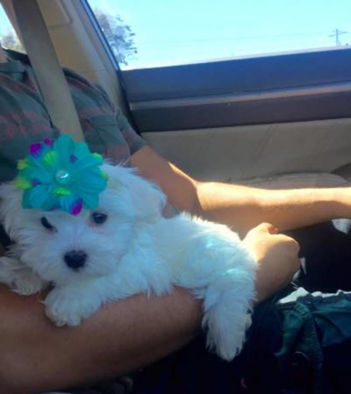 Nice and Healthy Maltese Puppies Available Image eClassifieds4u