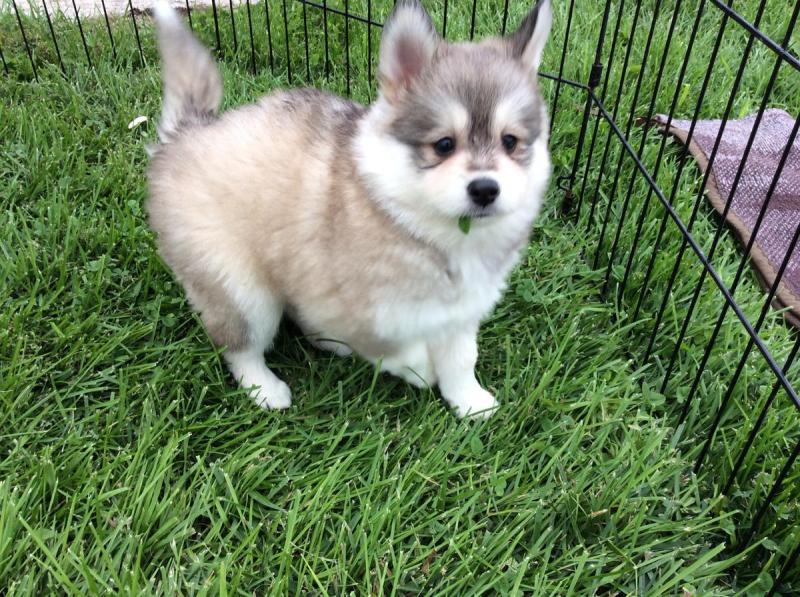 Pomsky Puppies Available Image eClassifieds4u