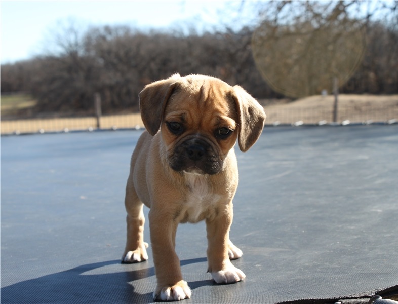 Puggle Pups for Adoptioin Image eClassifieds4u