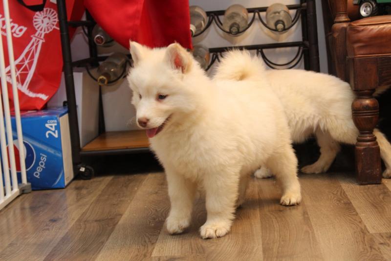Purebred White Siberian Husky Puppies with Blue Eyes Available Image eClassifieds4u