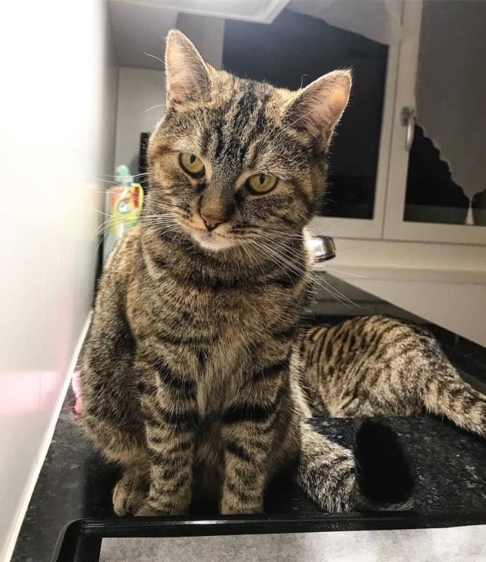 Super intelligent British shorthair kittens Image eClassifieds4u