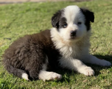 Pure Bred West Highland terrier puppies available