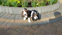 Adorable Basset Hound Pups for you