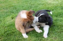 ADORABLE MALE AND FEMALE BORDER COLLIE FOR ADOPTION