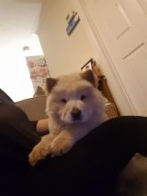 Affectionate Chow Chow Puppies for rehoming