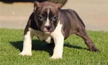 American Pitbull Puppies Available
