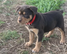 Australian kelpie puppies for sale