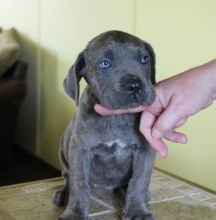 Awesome Cane Corso Puppies