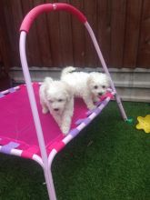 Bichon Frise puppy for new home