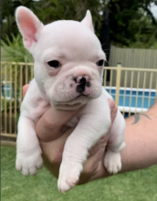 Bulky French bulldog puppies for sale