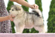 Cute Alaskan Malamute Puppies Available