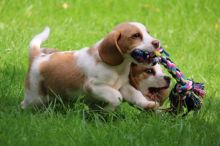 Cute and Charming Beagle Puppies