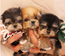 Cute Morkie puppies available