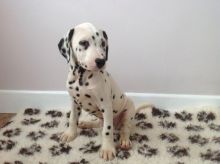 Dalmatian Puppies for Adoption